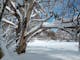Pristine Winter Wonderland - old snowgum and plain