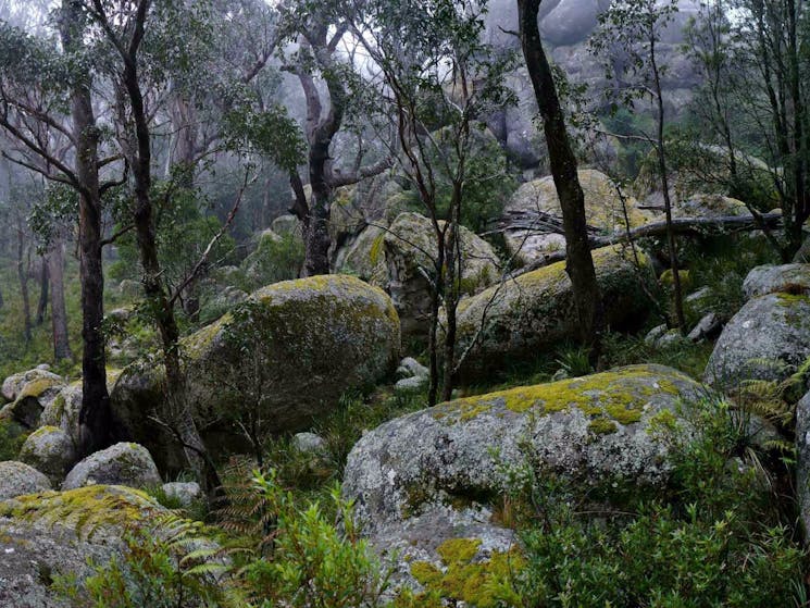 Cathedral Rock track boulders, Cathedral Rock National Park. Photo: A Ingarfield.