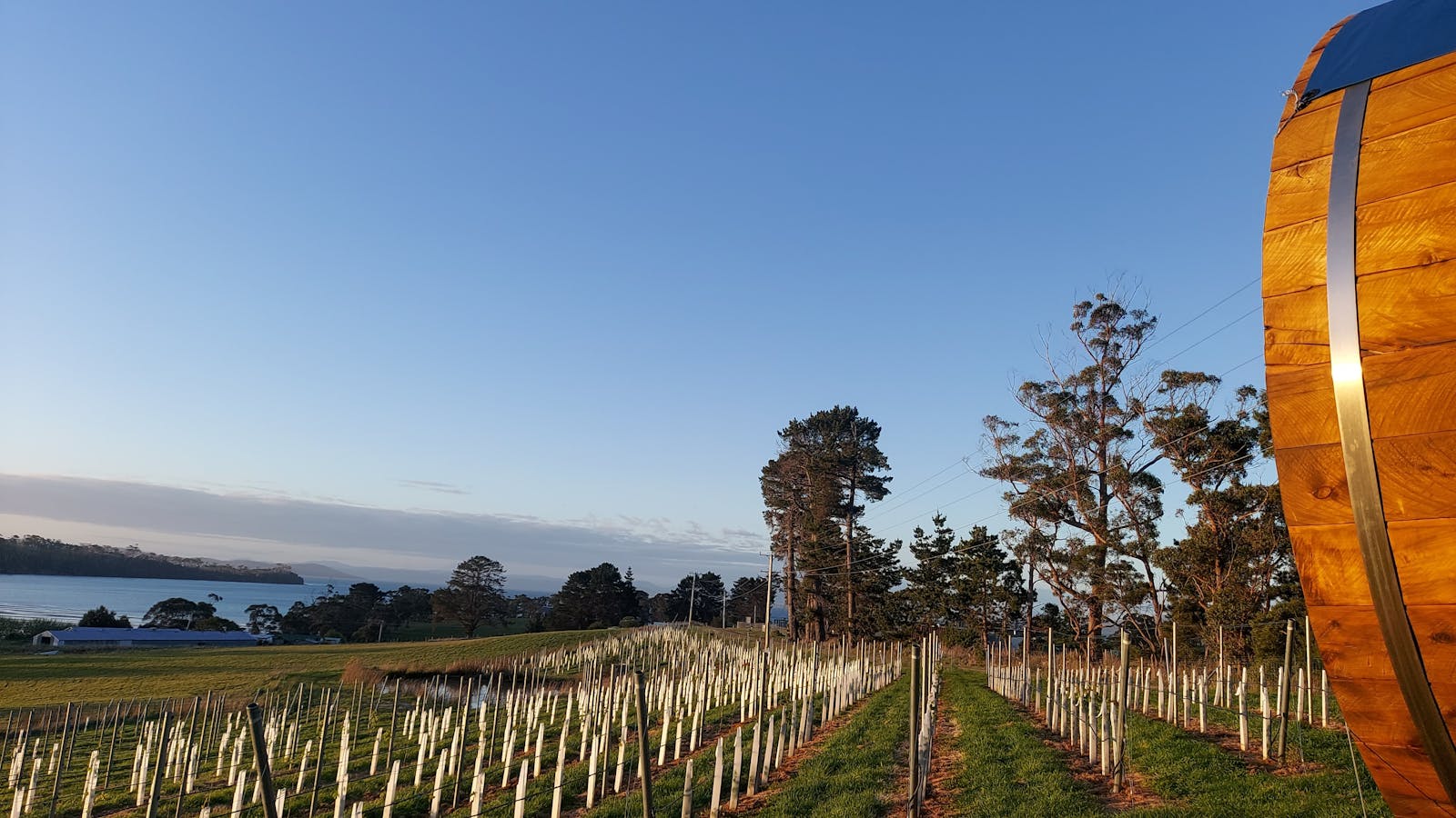Overlooking vineyard