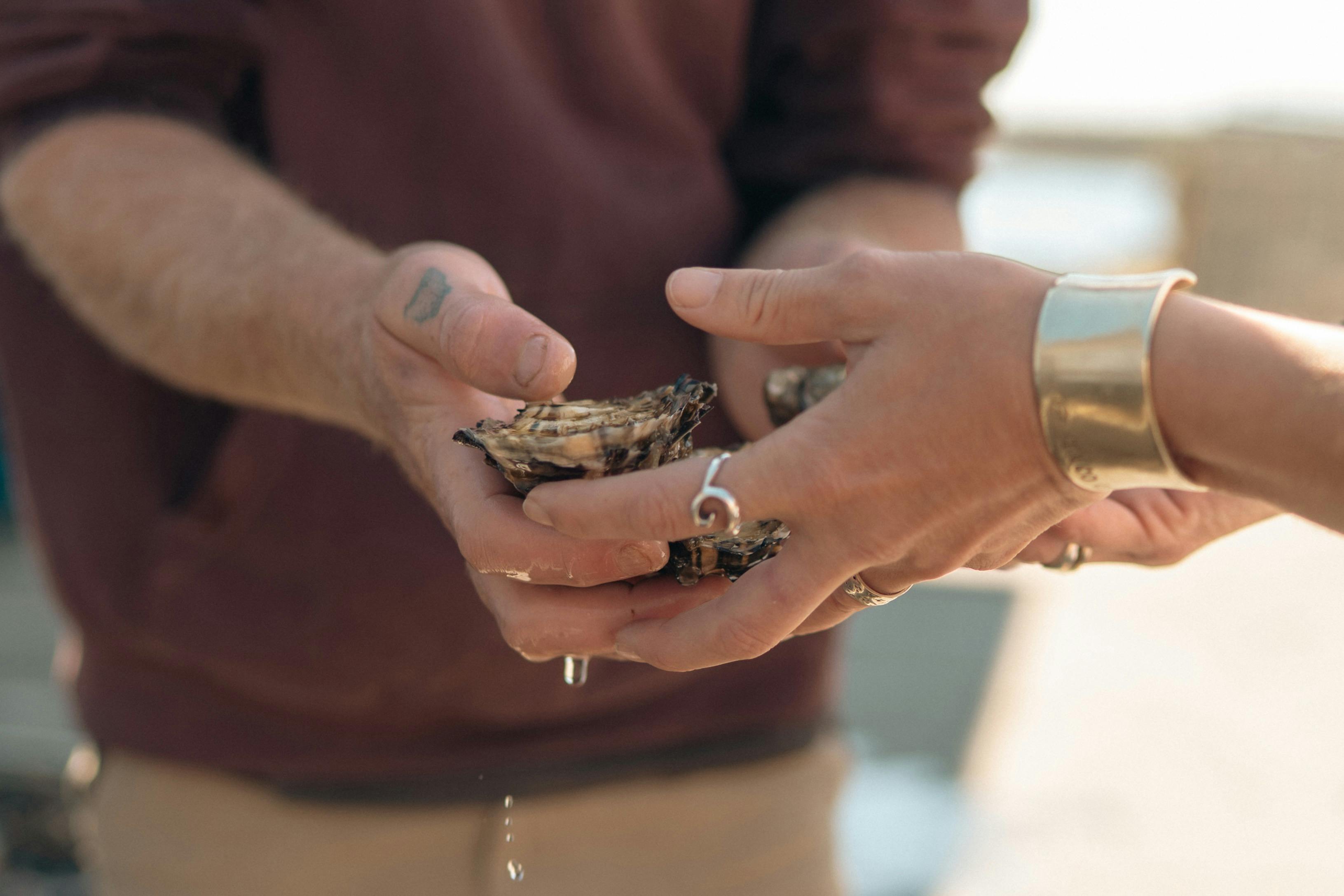 Close up of fresh oysters being handed from farmer to guide