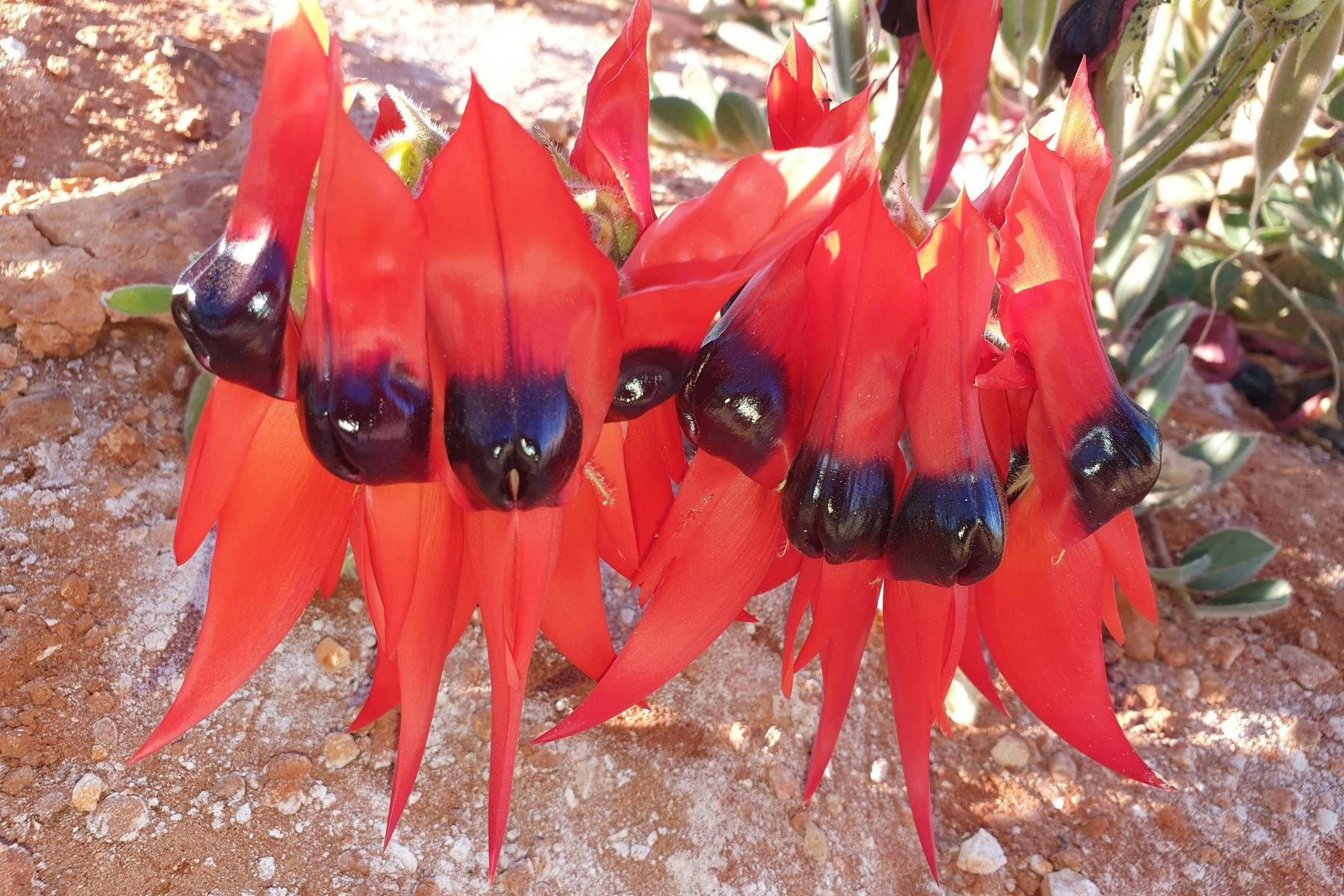 Outback flora