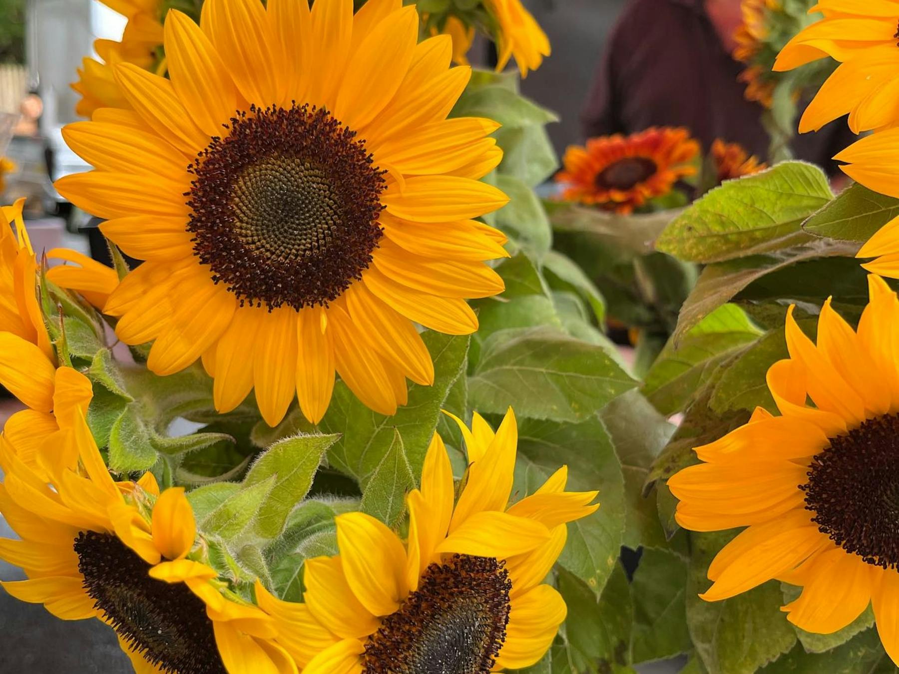 Sunflowers on sale at a market stall