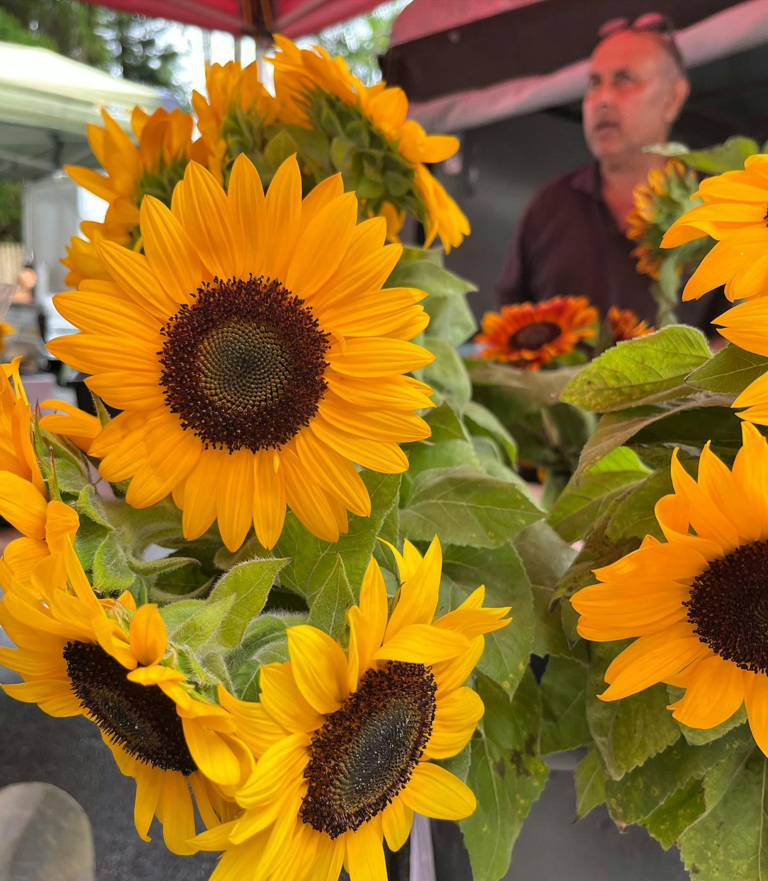 Sunflowers on sale at a market stall