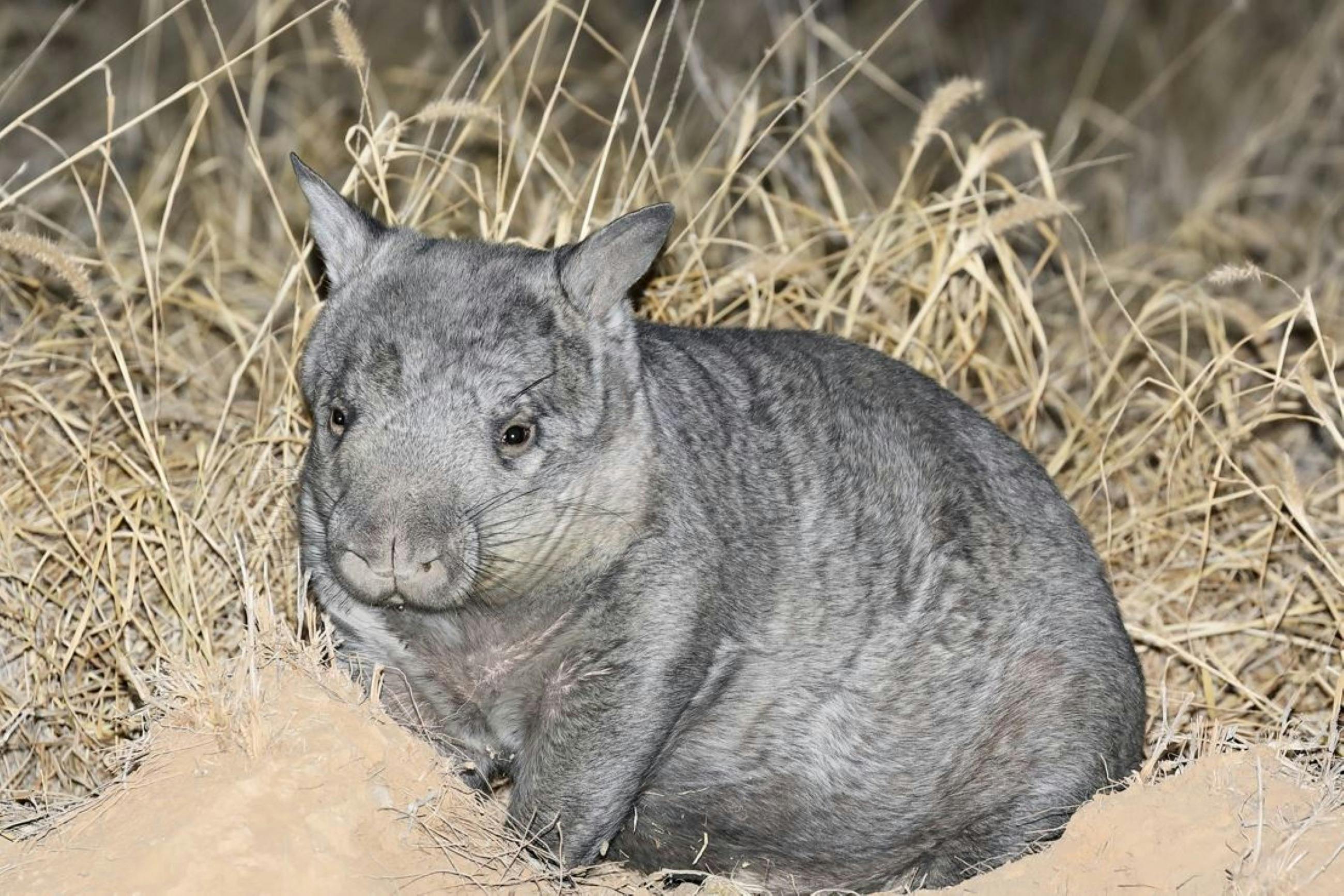 William the Wombat