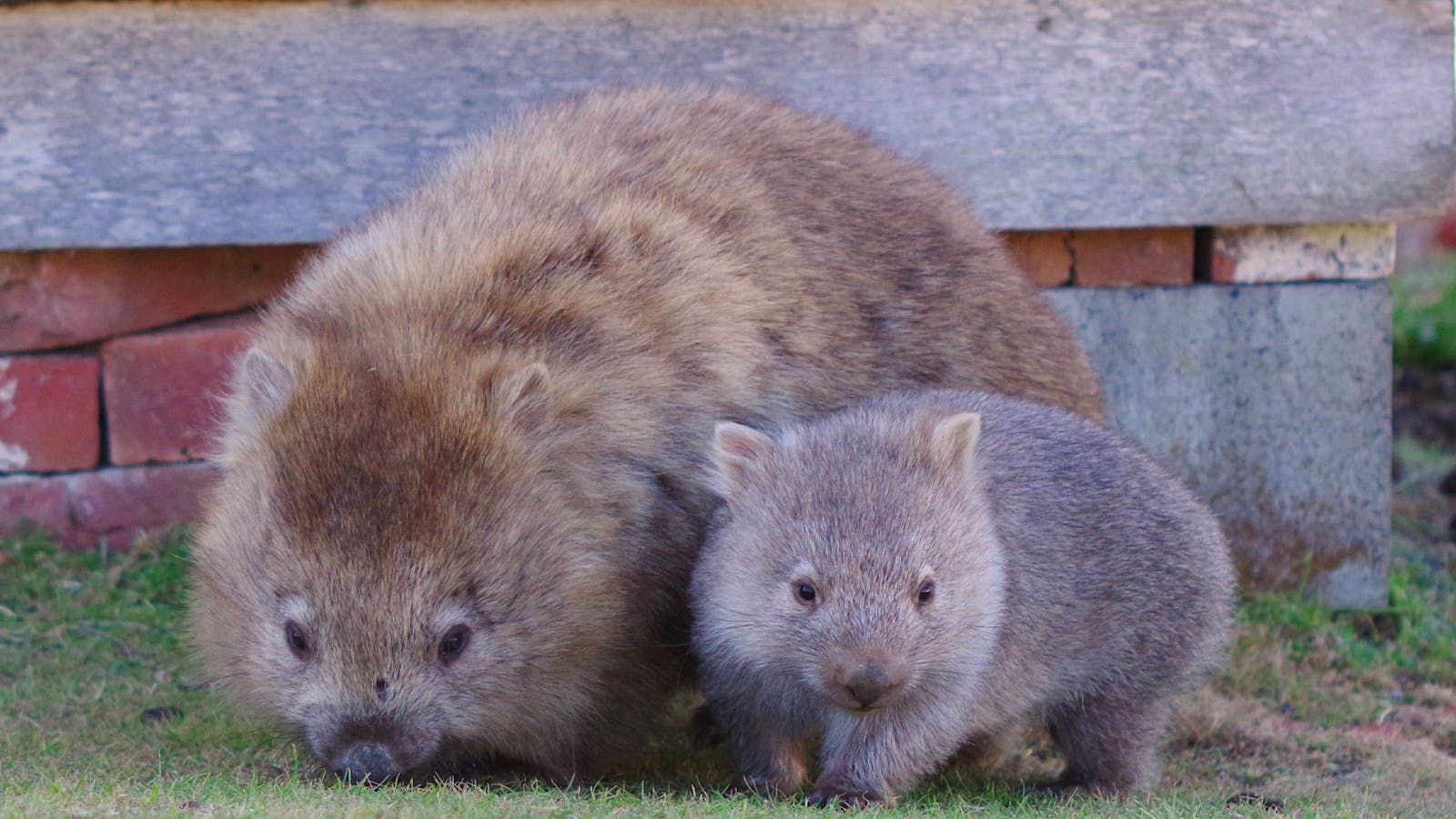Wombat and baby
