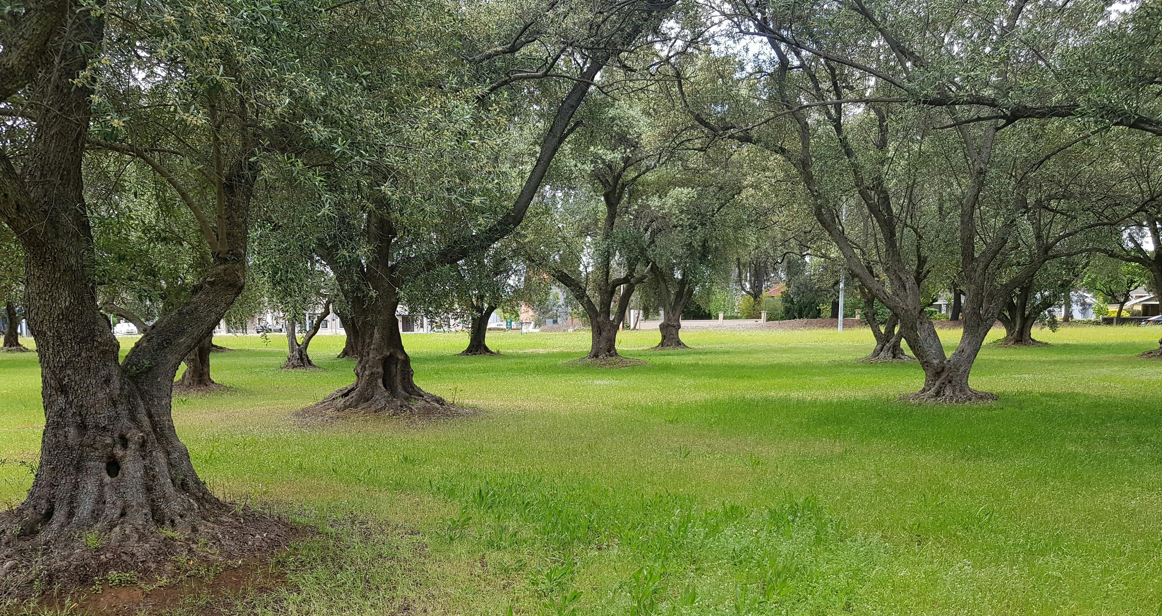 The Olive Groves (Parks 7 and 8)