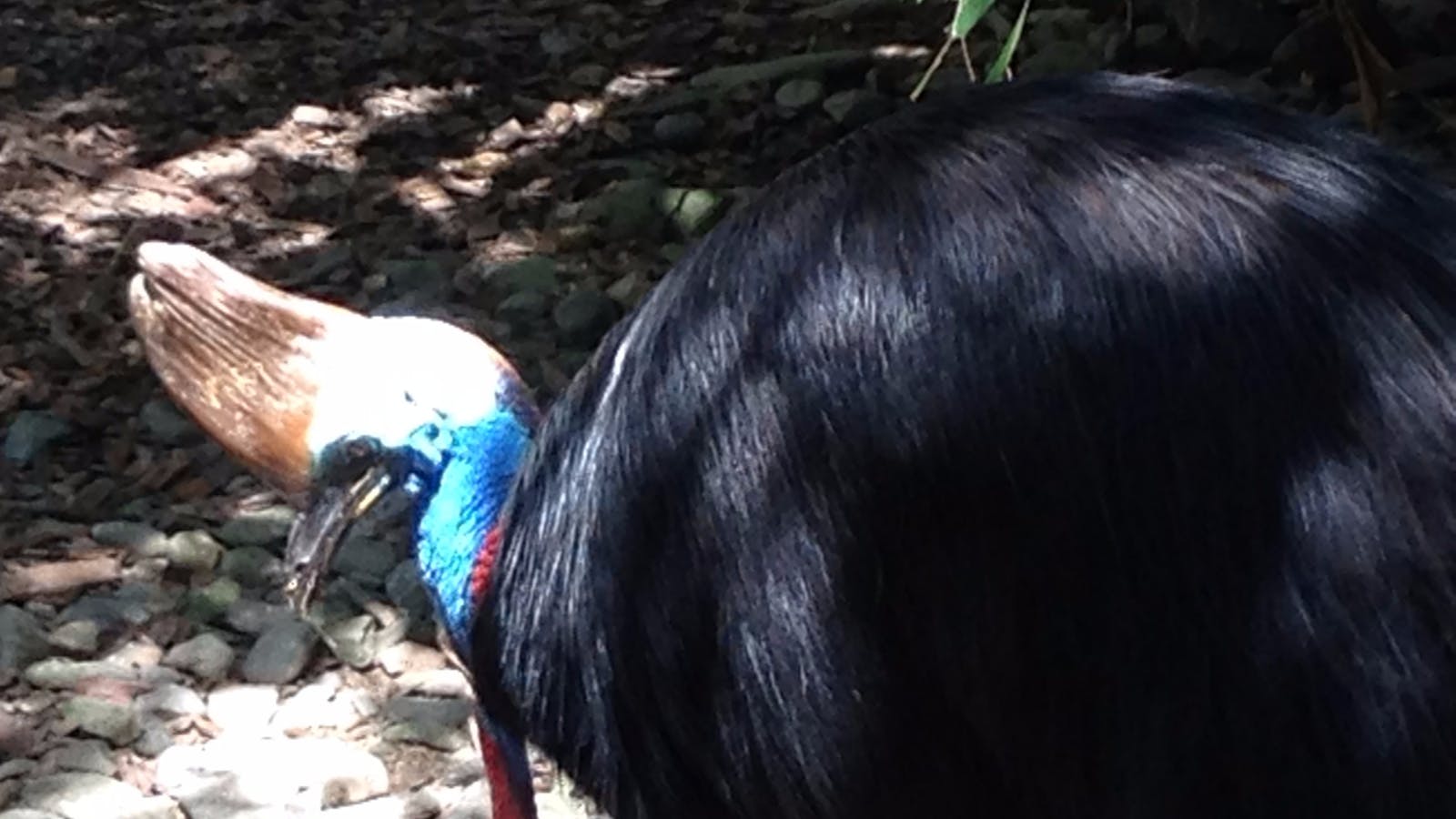 A unique bird of the world
