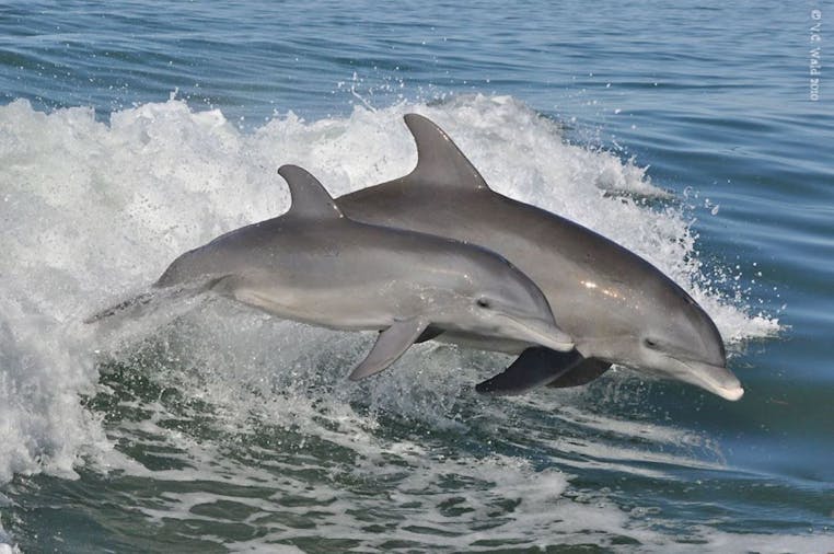 2 Hour Adventure Dolphin Tour