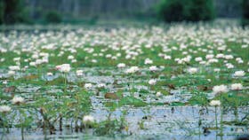 Rinyirru (Lakefield) National Park (CYPAL)