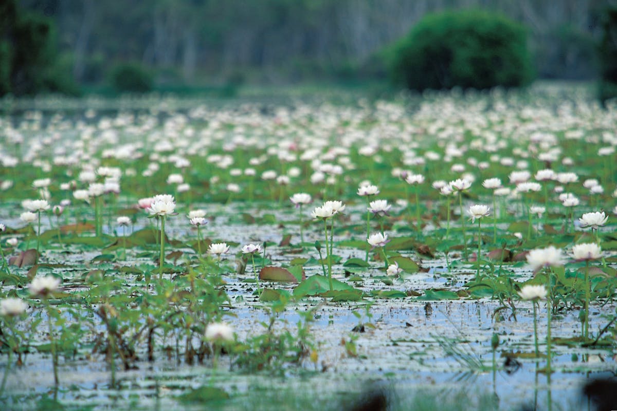 Lagoon scattered with whie water lilies.