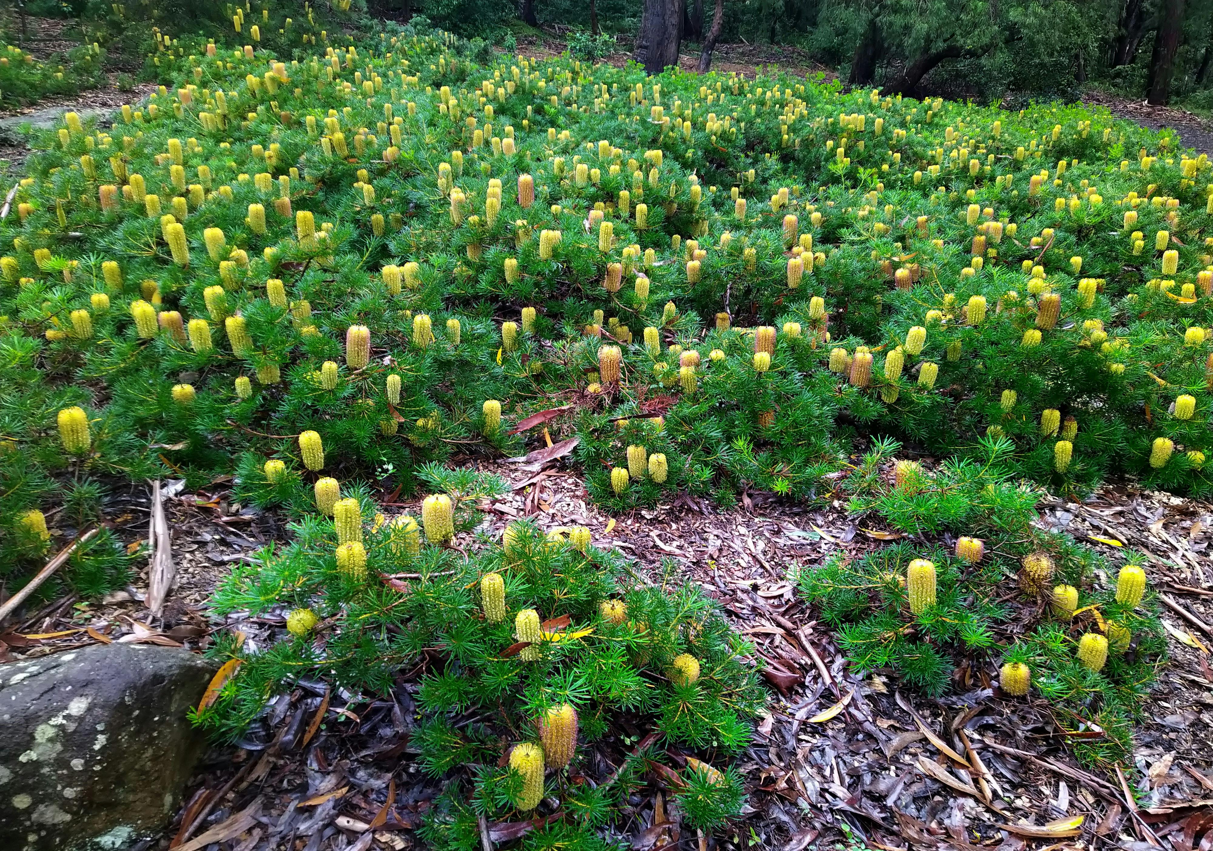 Mass planting of banksias