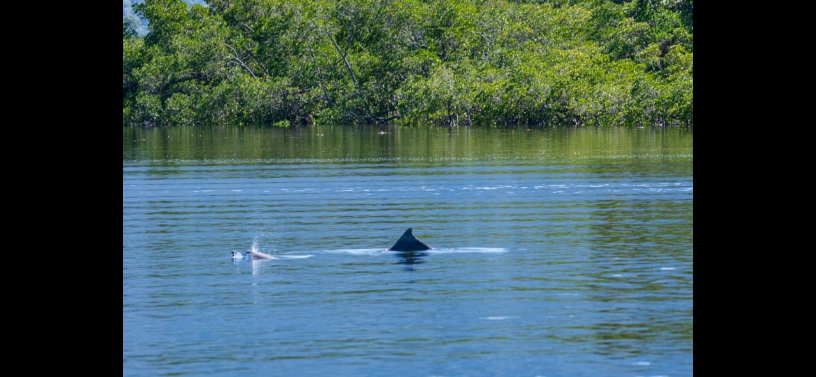 Our Snubfin River dolphins live in the channel , a lot smaller then there oceanic  cousins