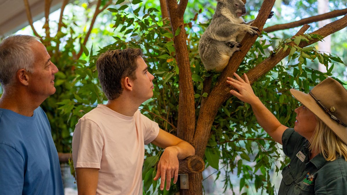 Father and son enjoying their koala encounter inside the enclosure guided by a wildlife keeper
