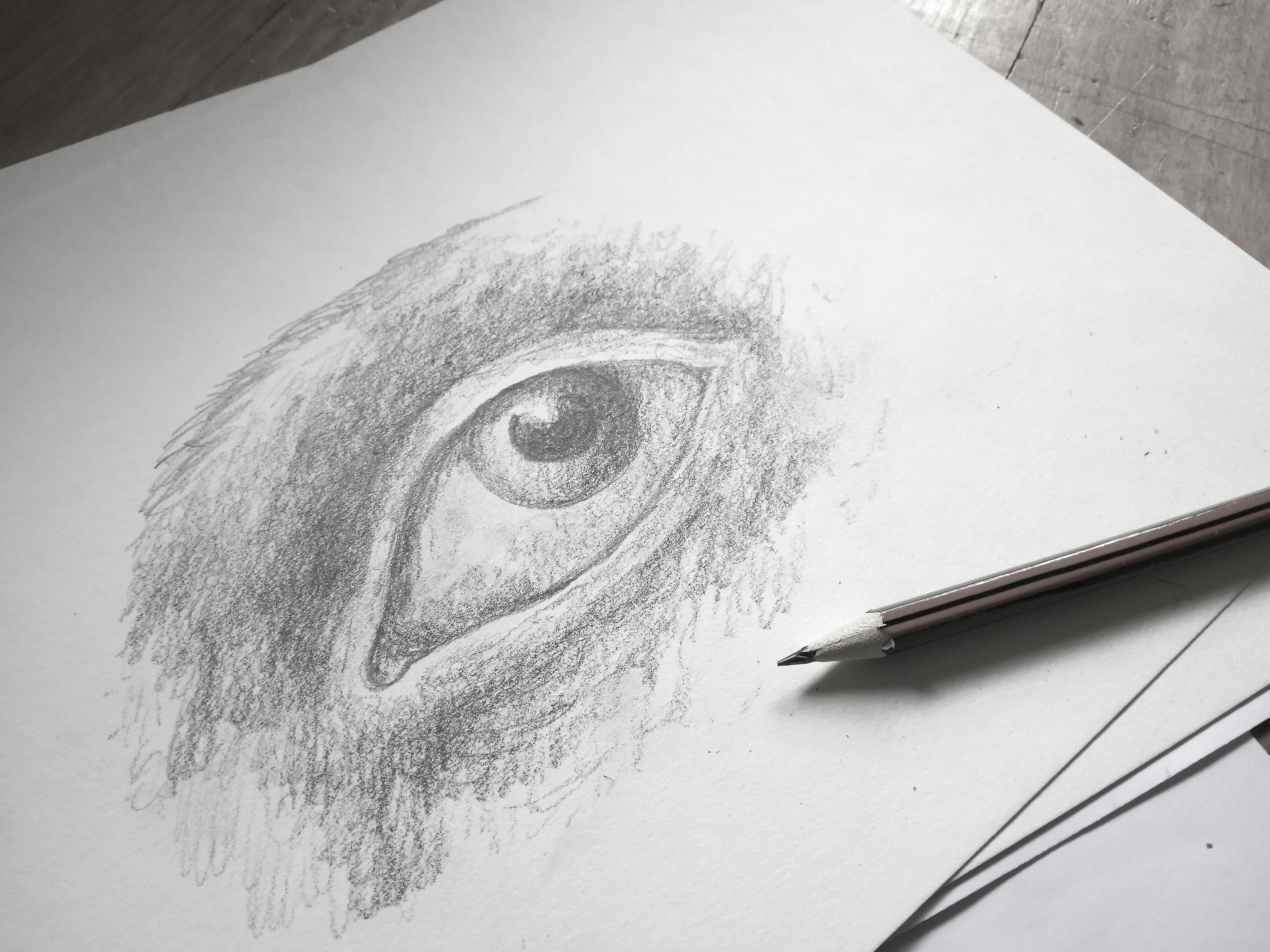 Scribble Cat Studios - Portrait Drawing for Beginners