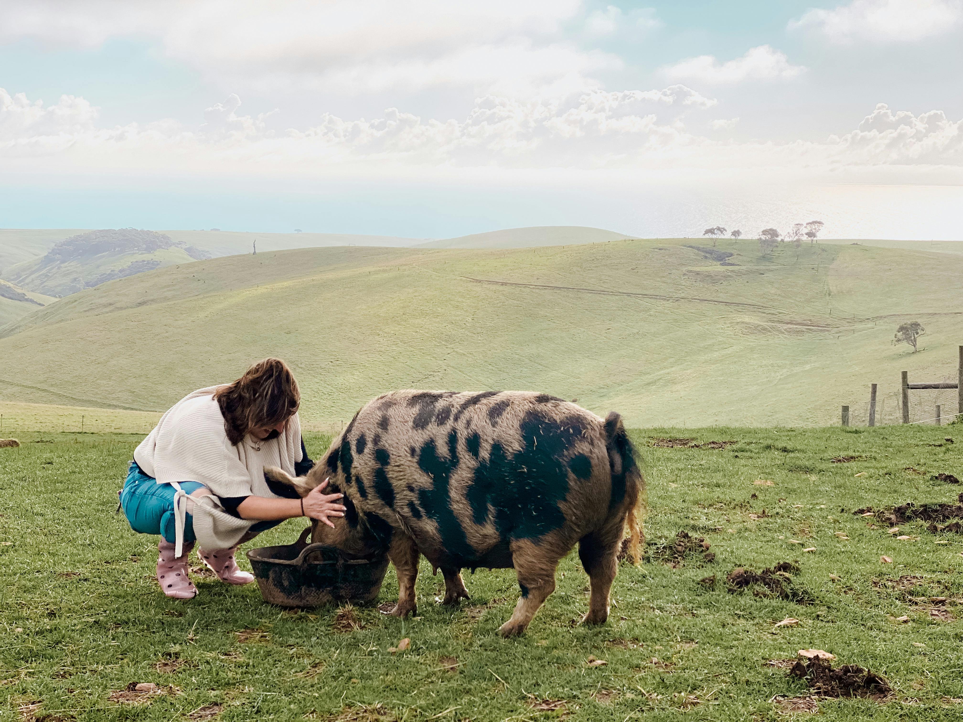 Meet pig piglet farm animals zoo experience
