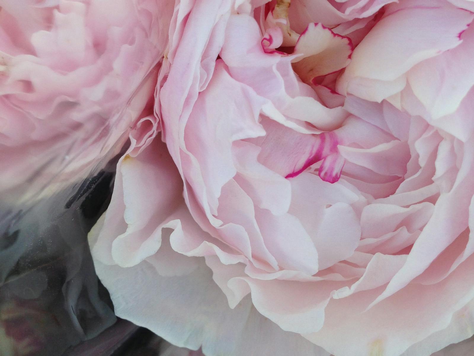 Peonies at Harvest Launceston