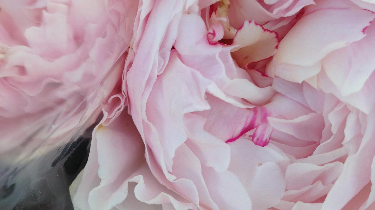 Peonies at Harvest Launceston