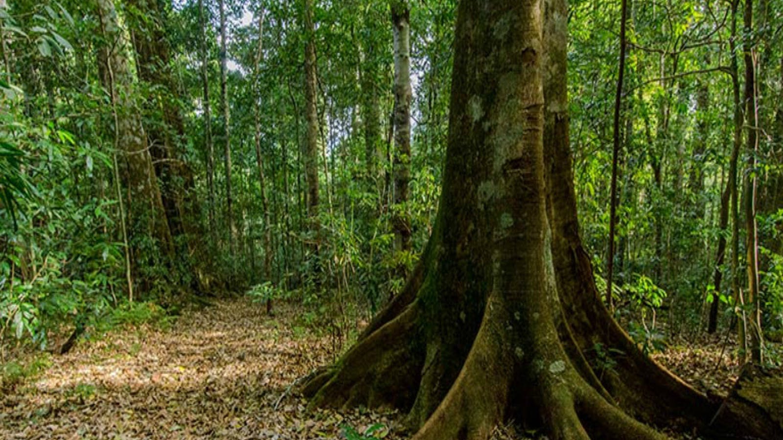 Barrington Tops National Park (Southern Gateway)