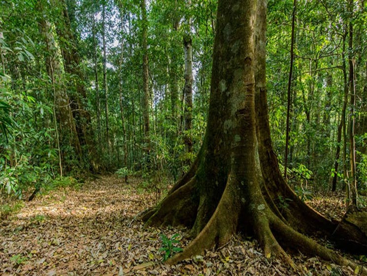 Barrington Tops National Park