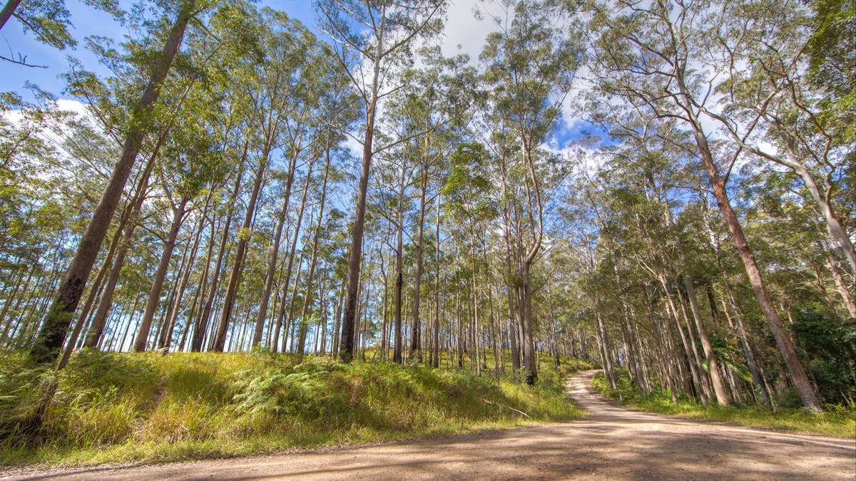 Bellthorpe National Park Woodford Moreton Bay Region