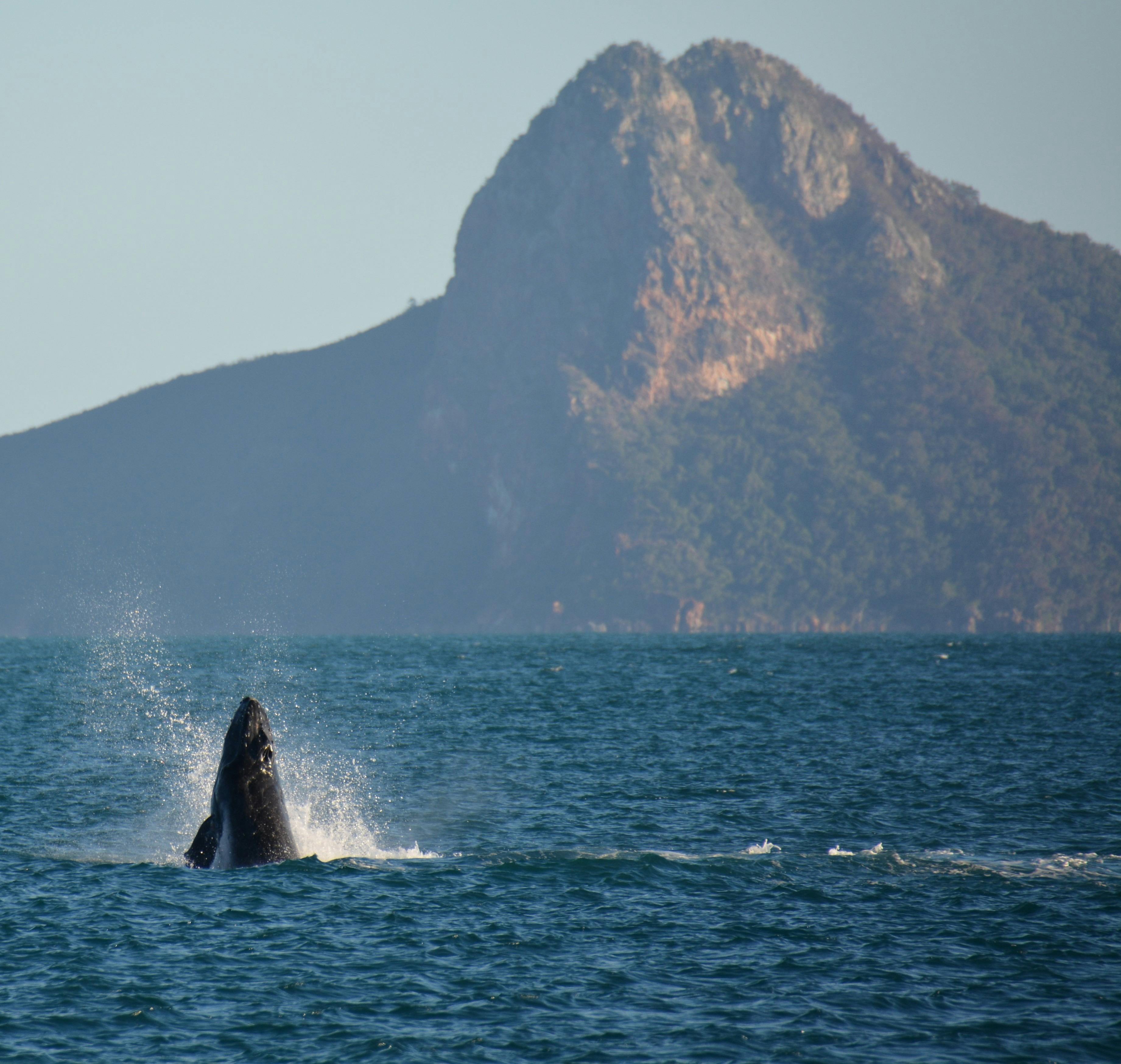 A Humpback whale "spy hops" in front of Pentacost Island