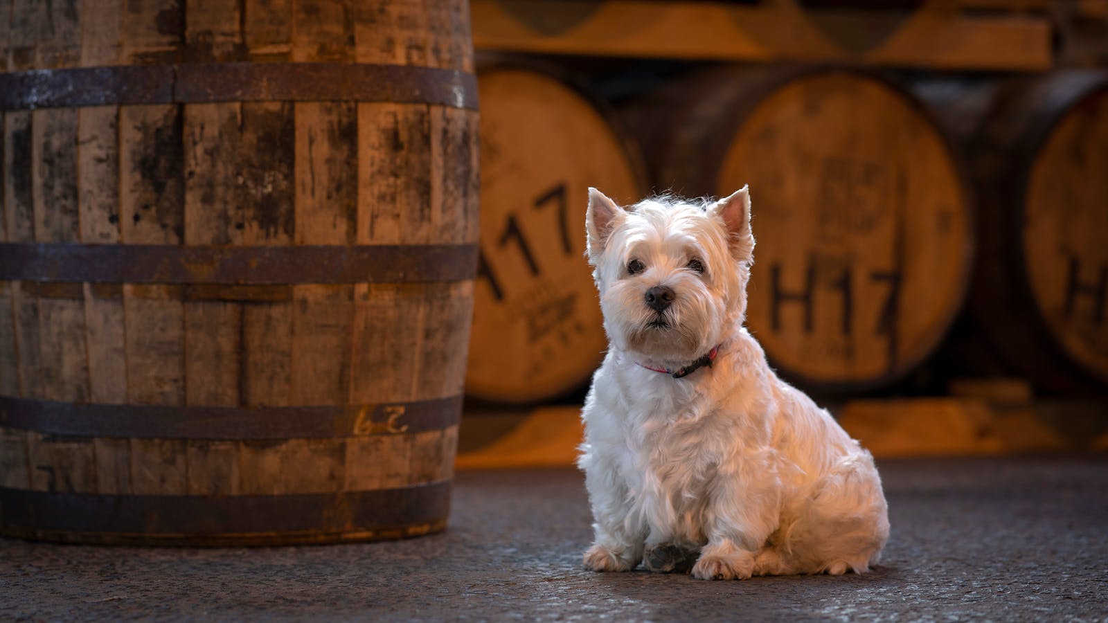 Distillery Mascot Angus the Whisky Dog