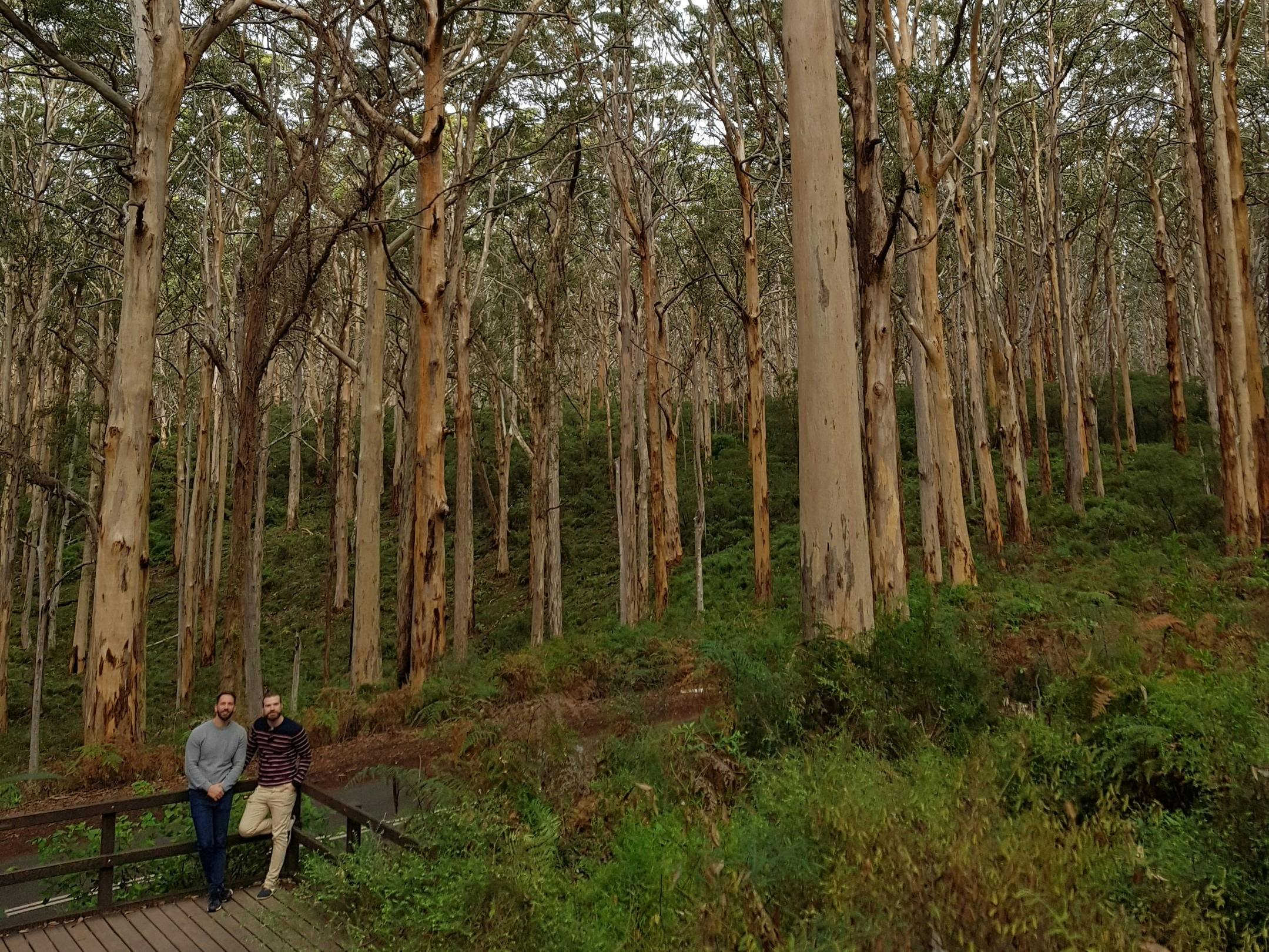 Get delighted with Margaret River's nature - Boranup Forest