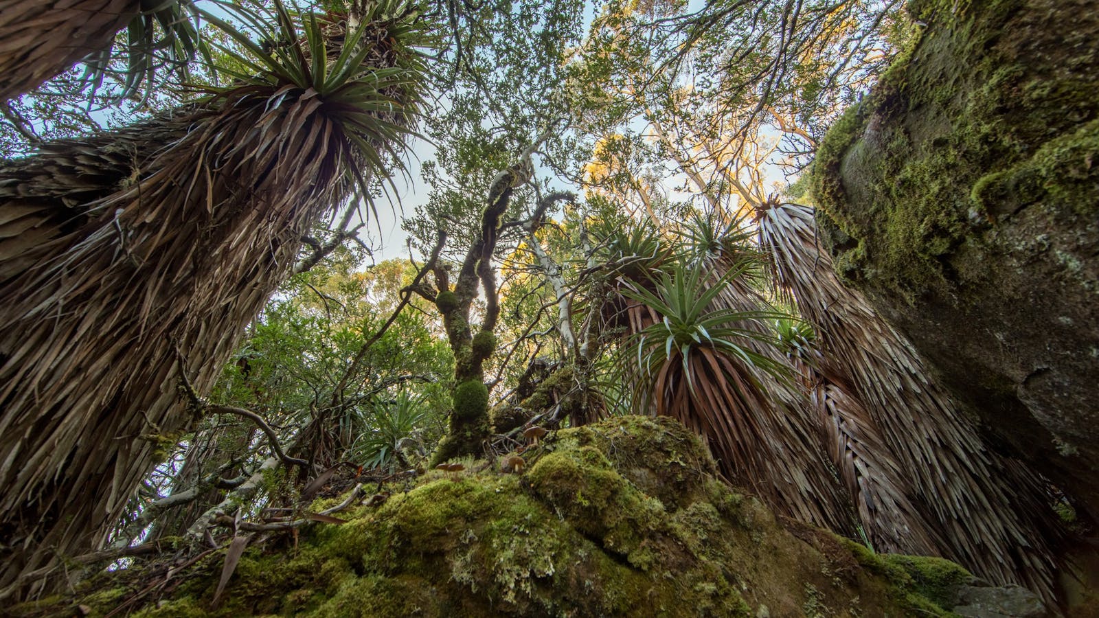 Pandani Grove - Great Short Walk