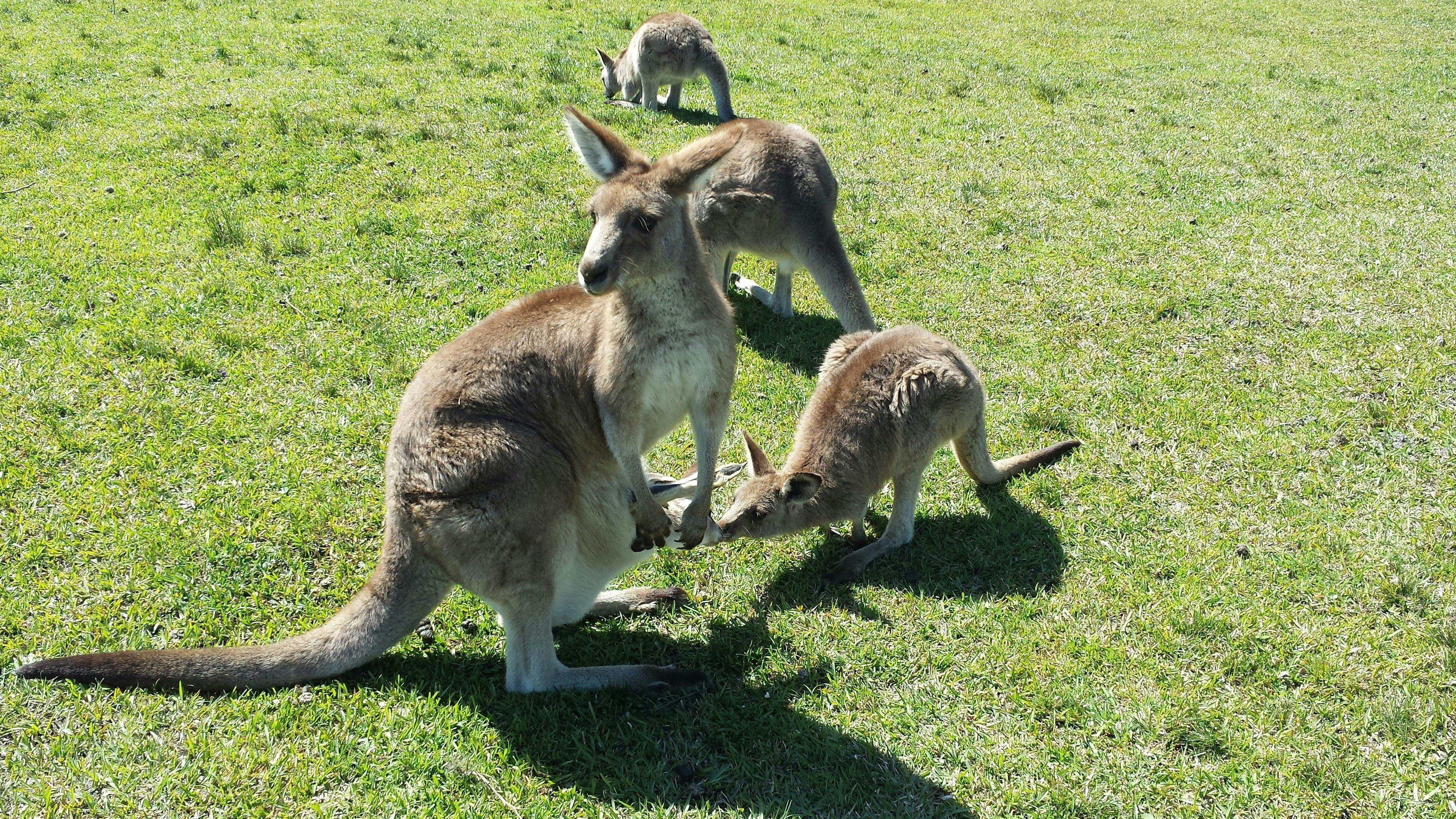 Wild Kangaroos