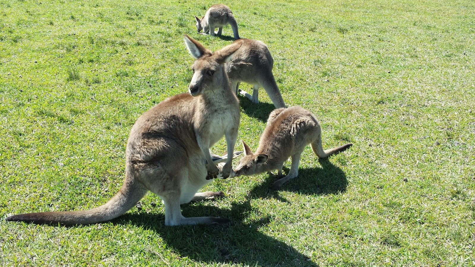 Wild Kangaroos