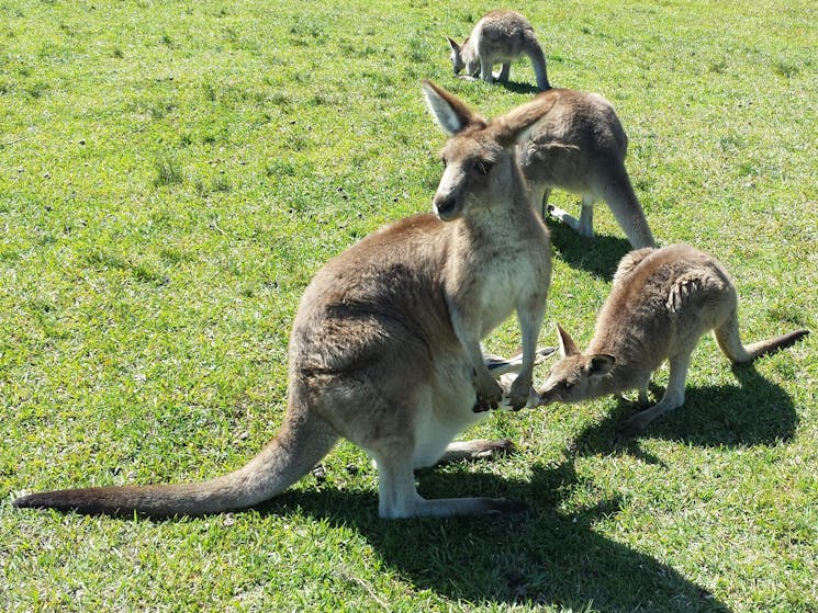 Wild Kangaroos