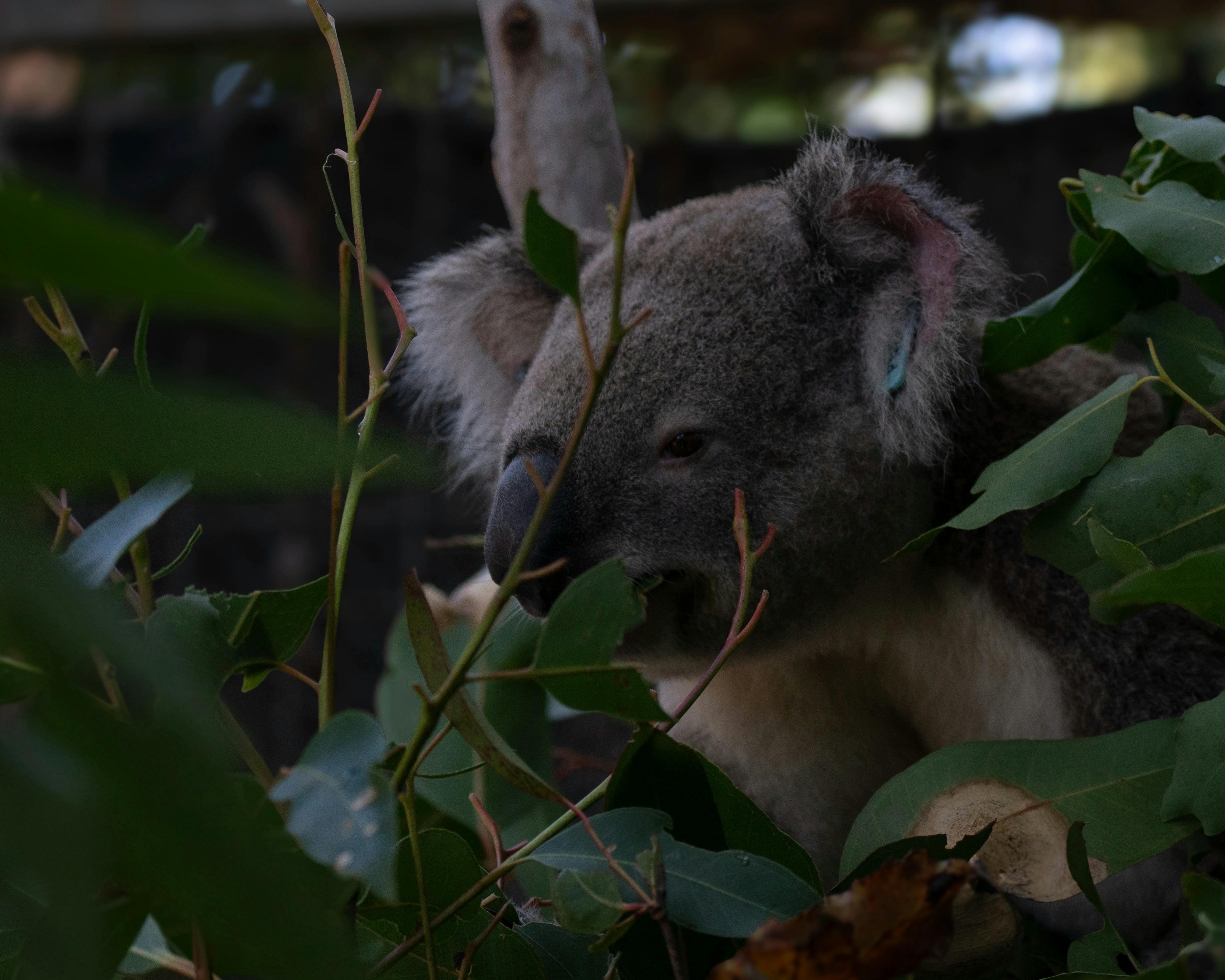 躲在尤加利樹裡的無尾熊