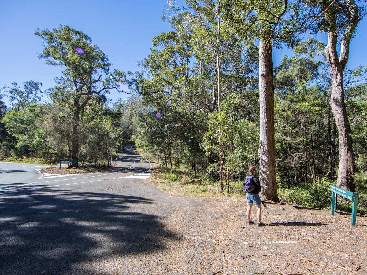 A woman standing at the entry to the Thylogale Track, Mt Nebo