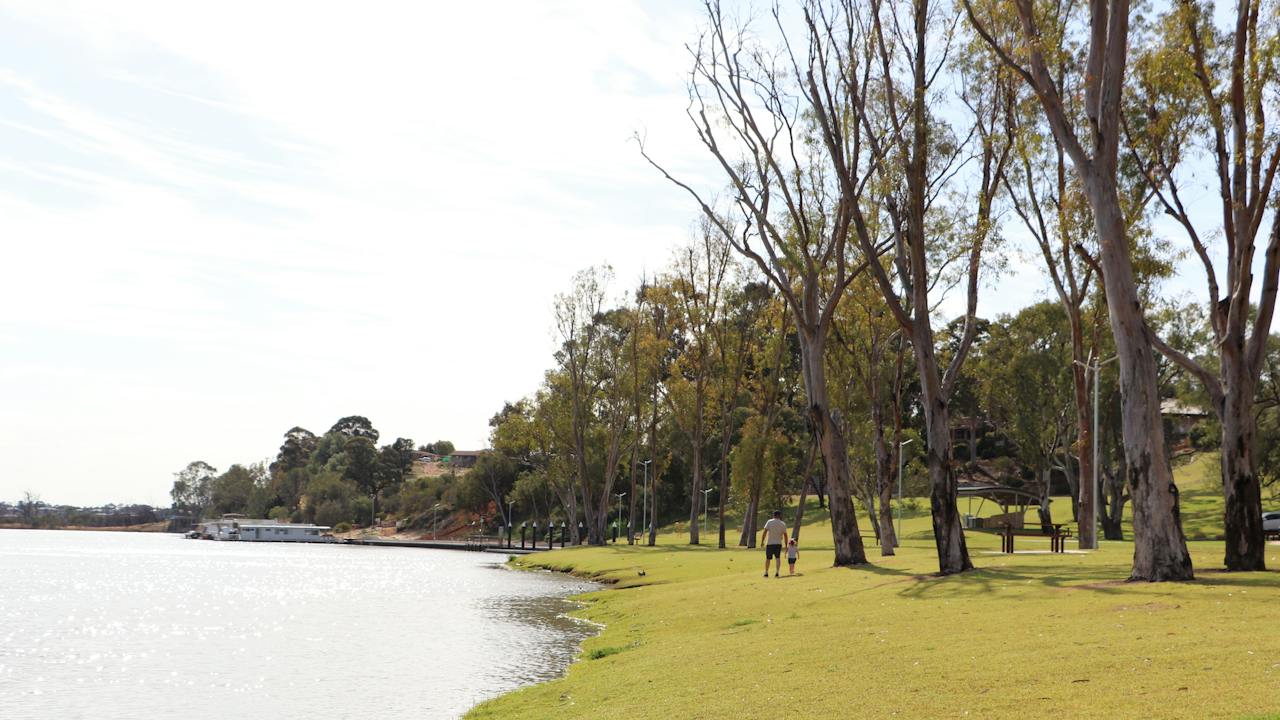 The grassy riverfront area is dotted with large gum trees.