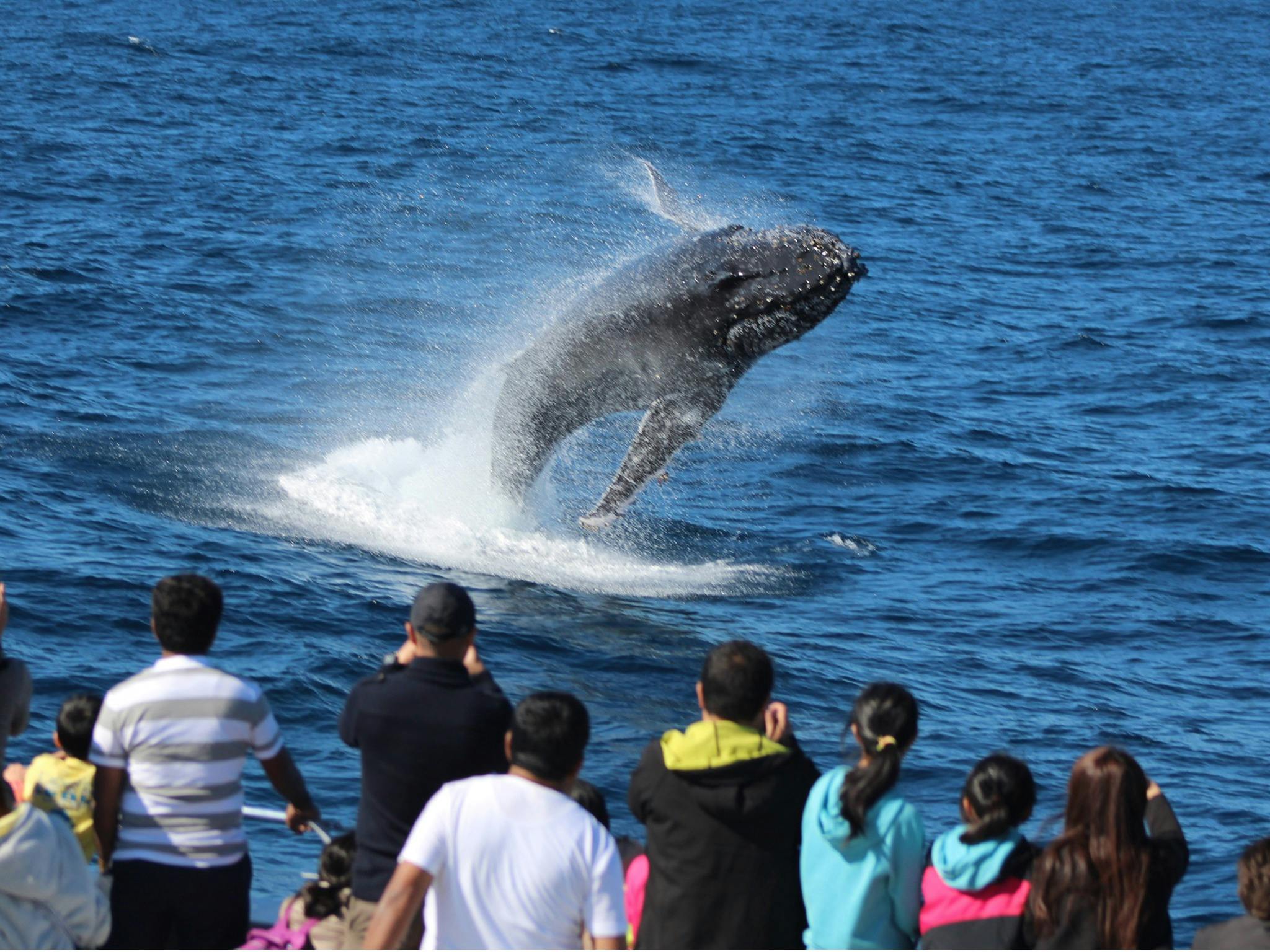Tangalooma Whale Watching Cruise