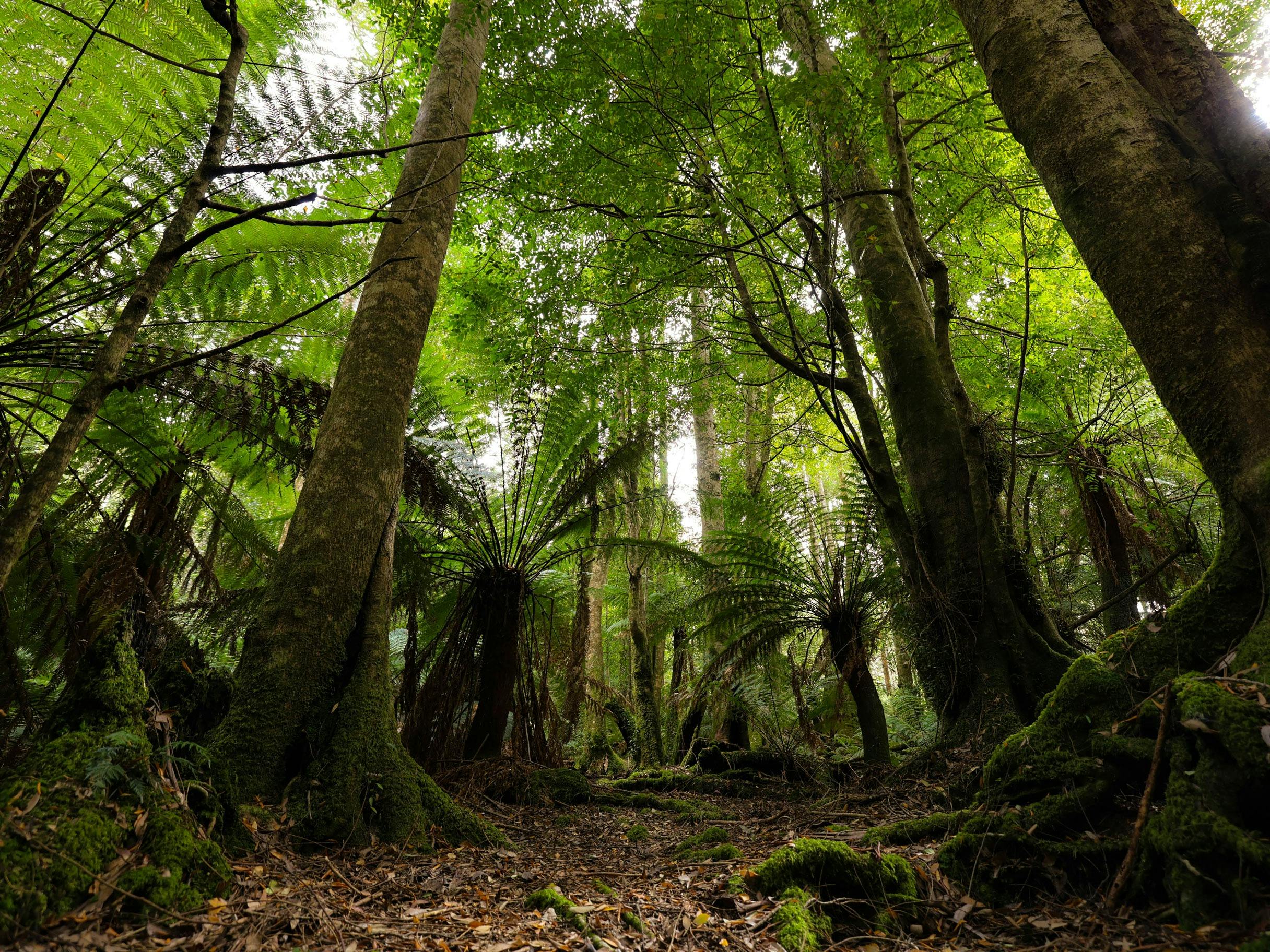 Tree ferns and forest