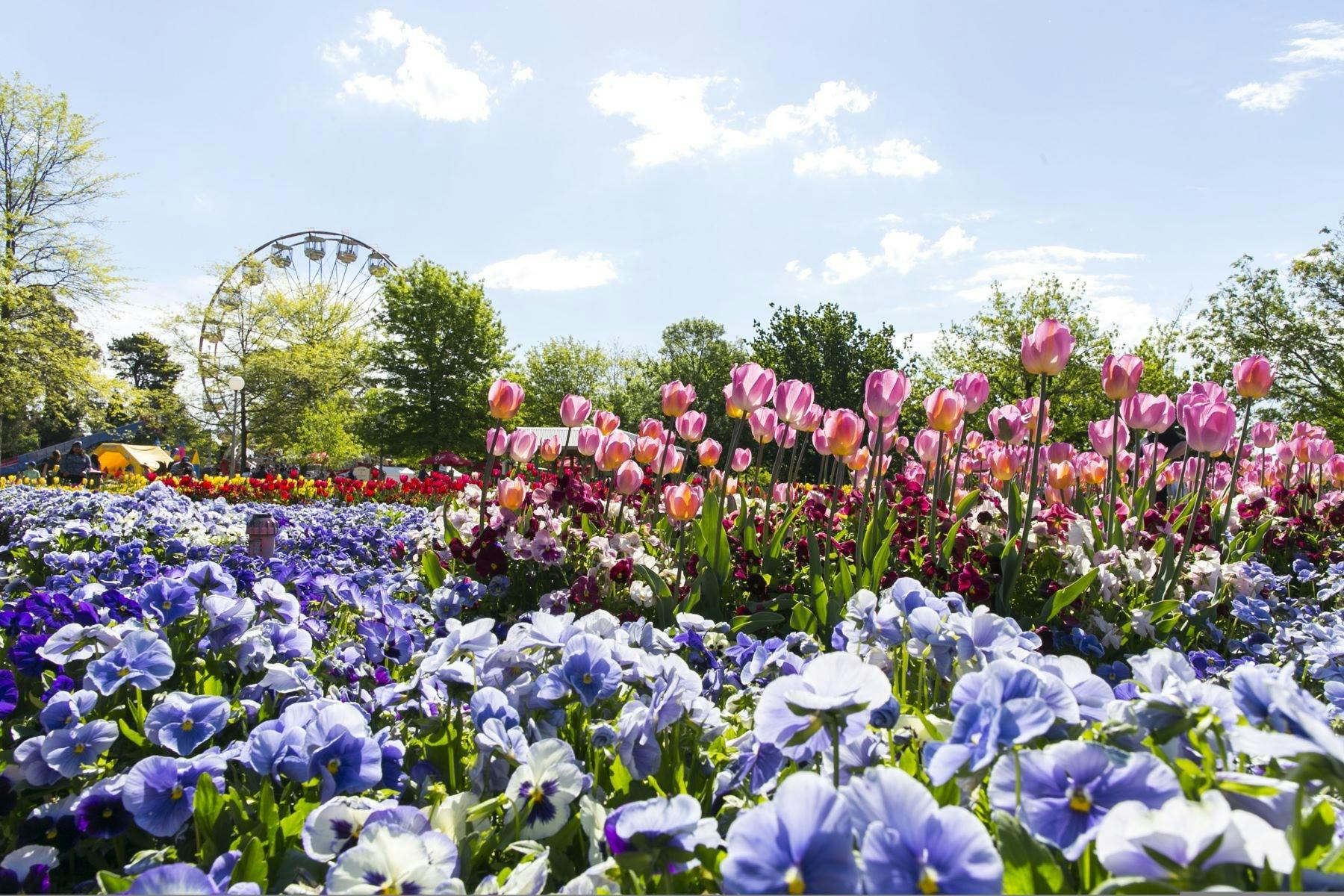 Purple flowers and pink tulips with a ferris wheel in the background