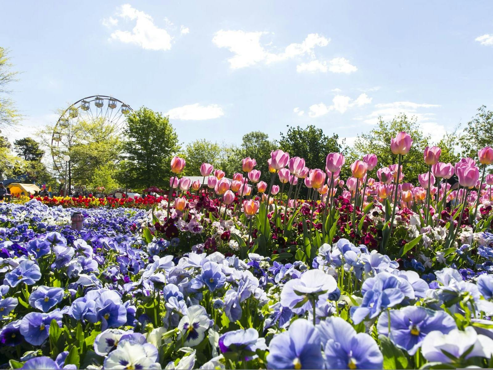 Purple flowers and pink tulips with a ferris wheel in the background Purple flowers and pink tulips with a ferris wheel in the background