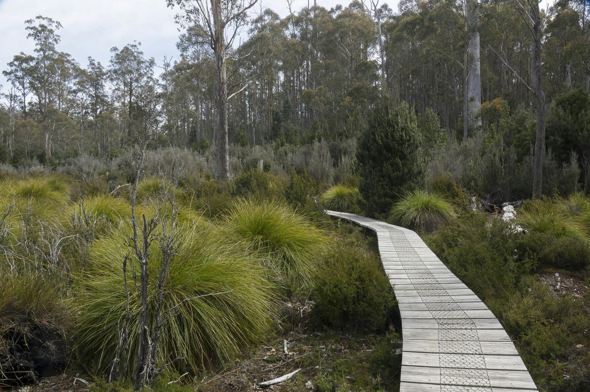 Lake St Clair Walks - Great Short Walk