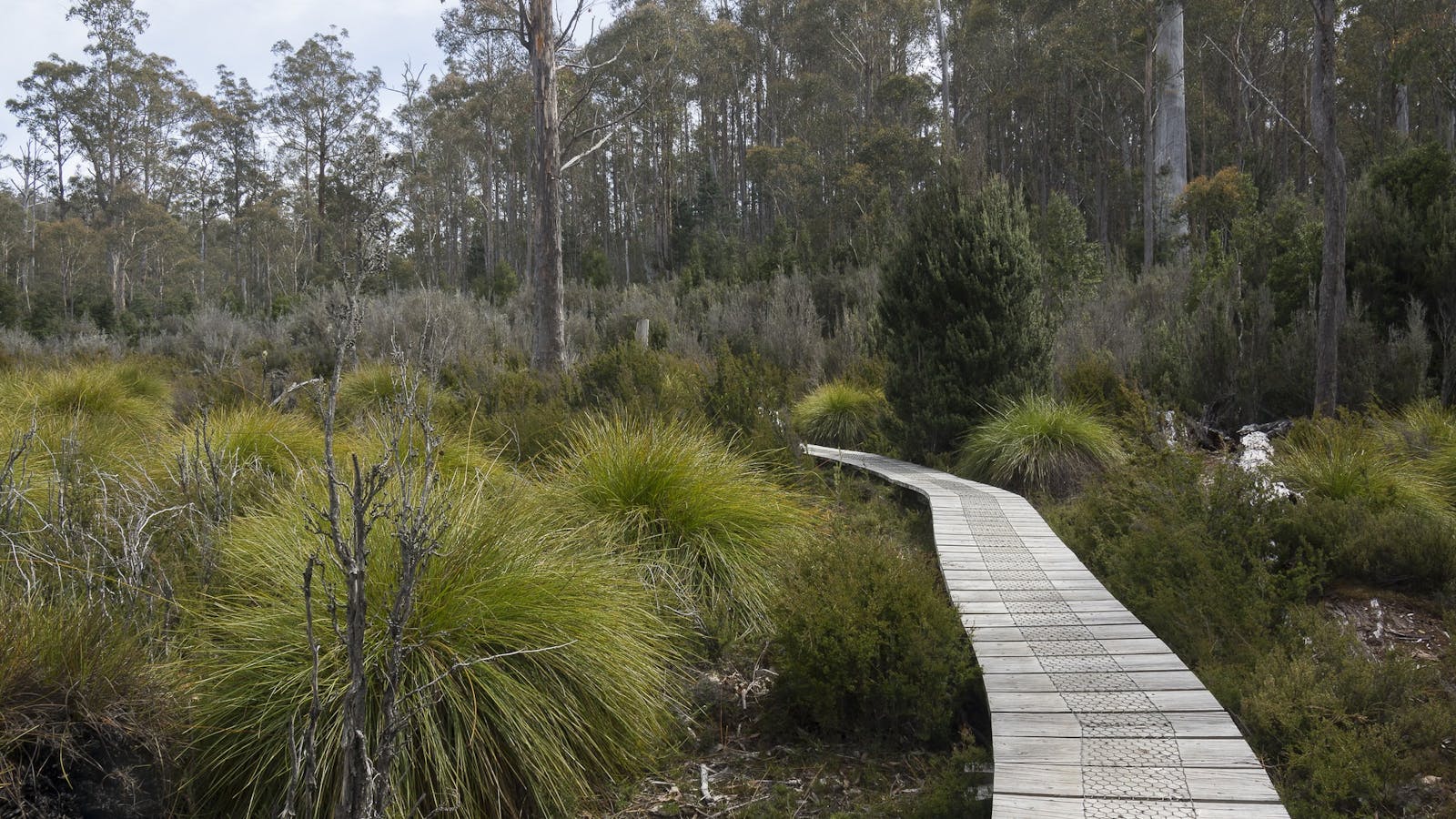 Lake St Clair Walks - Great Short Walk