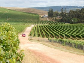 Tamar Valley Wine