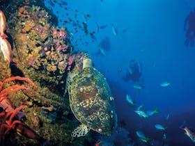 SS Yongala Dive Site