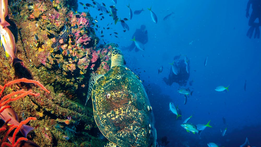 SS Yongala Dive Site