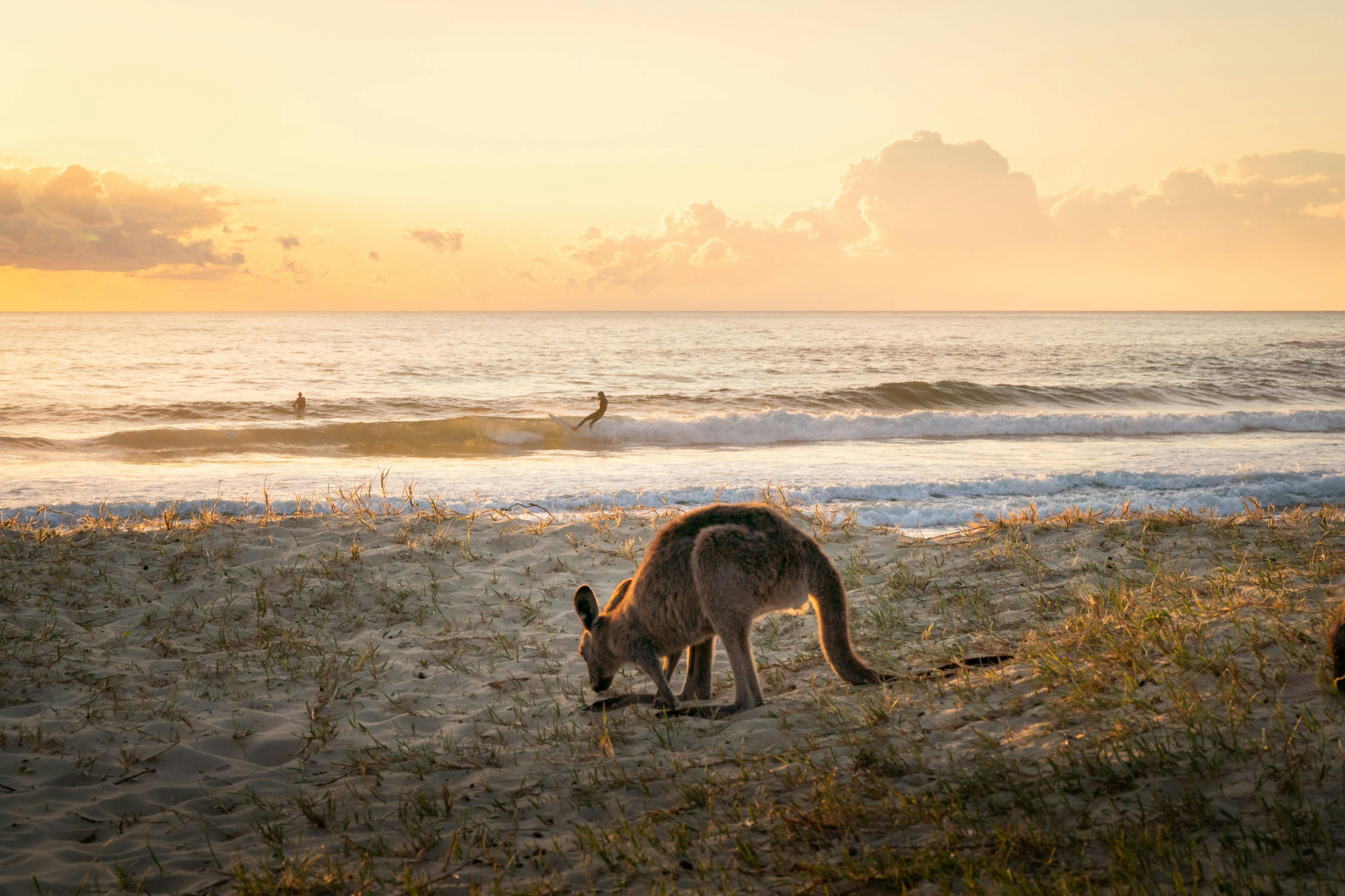 Joined on the beach by some emus and surfers  in typical NSW South Coast style.