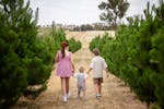 Children walking through rows of Christmas trees