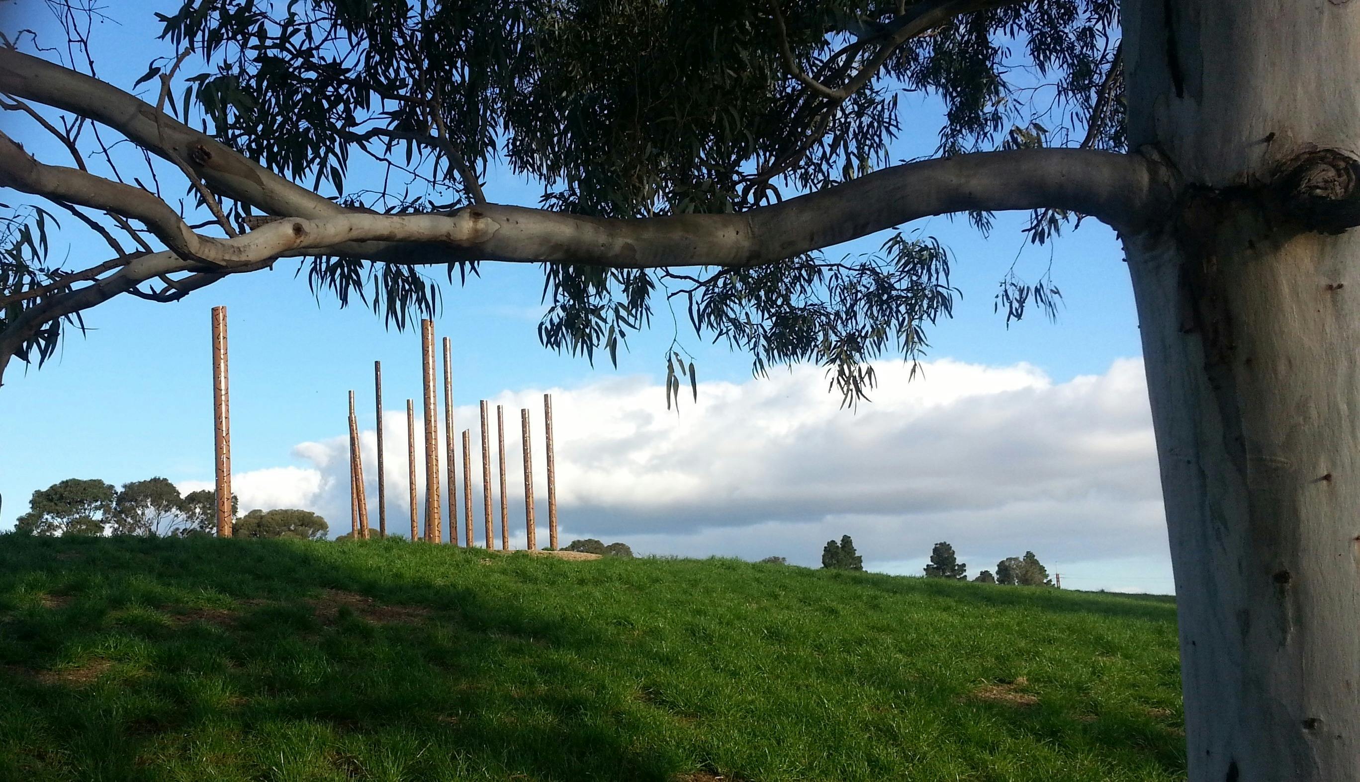 Eucalyptus Alive