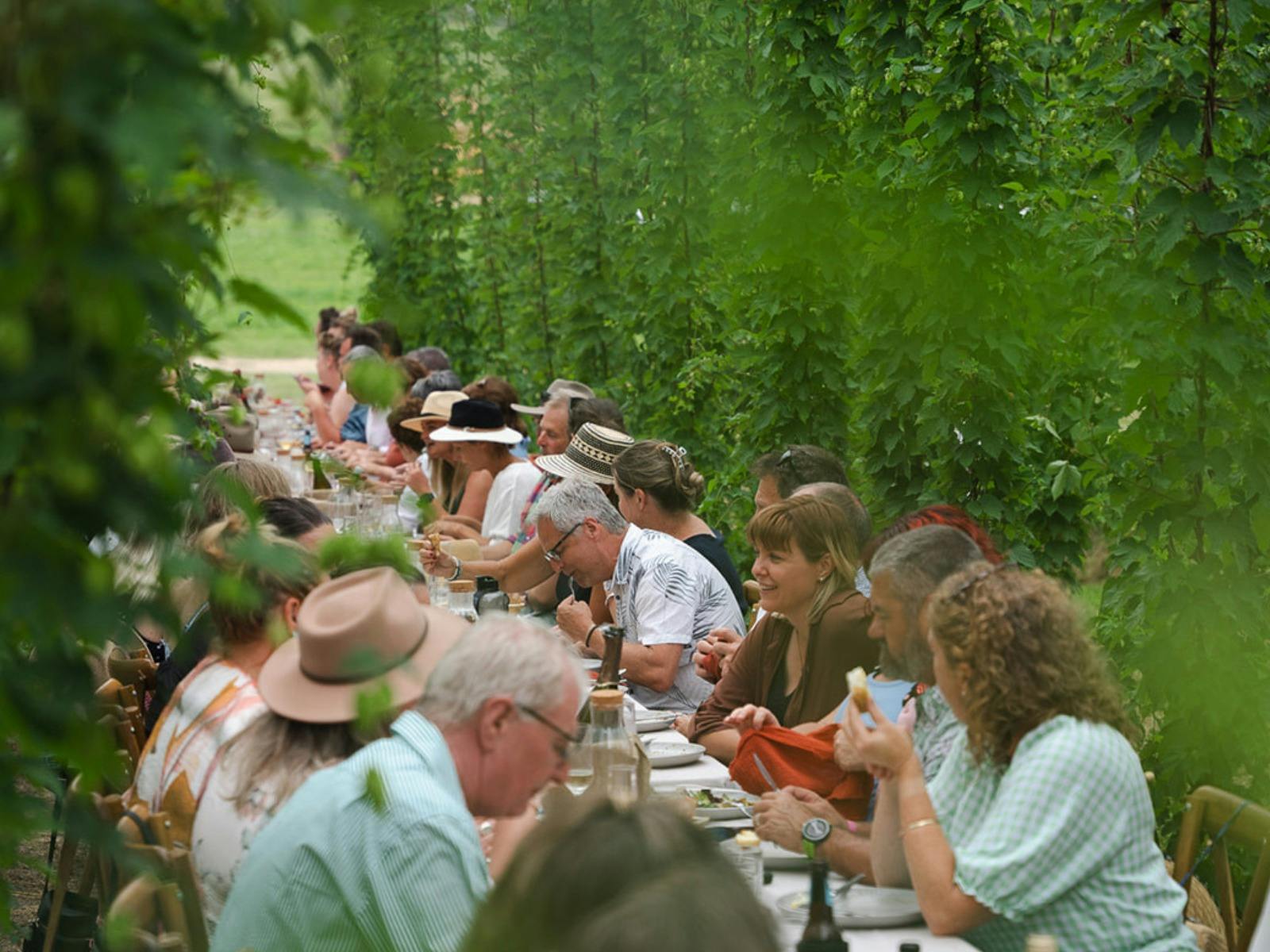 Ryefield Hops - Dine in the Bines