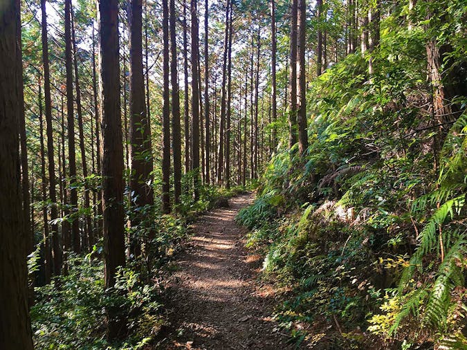 Forest Bathing in Adelaide
