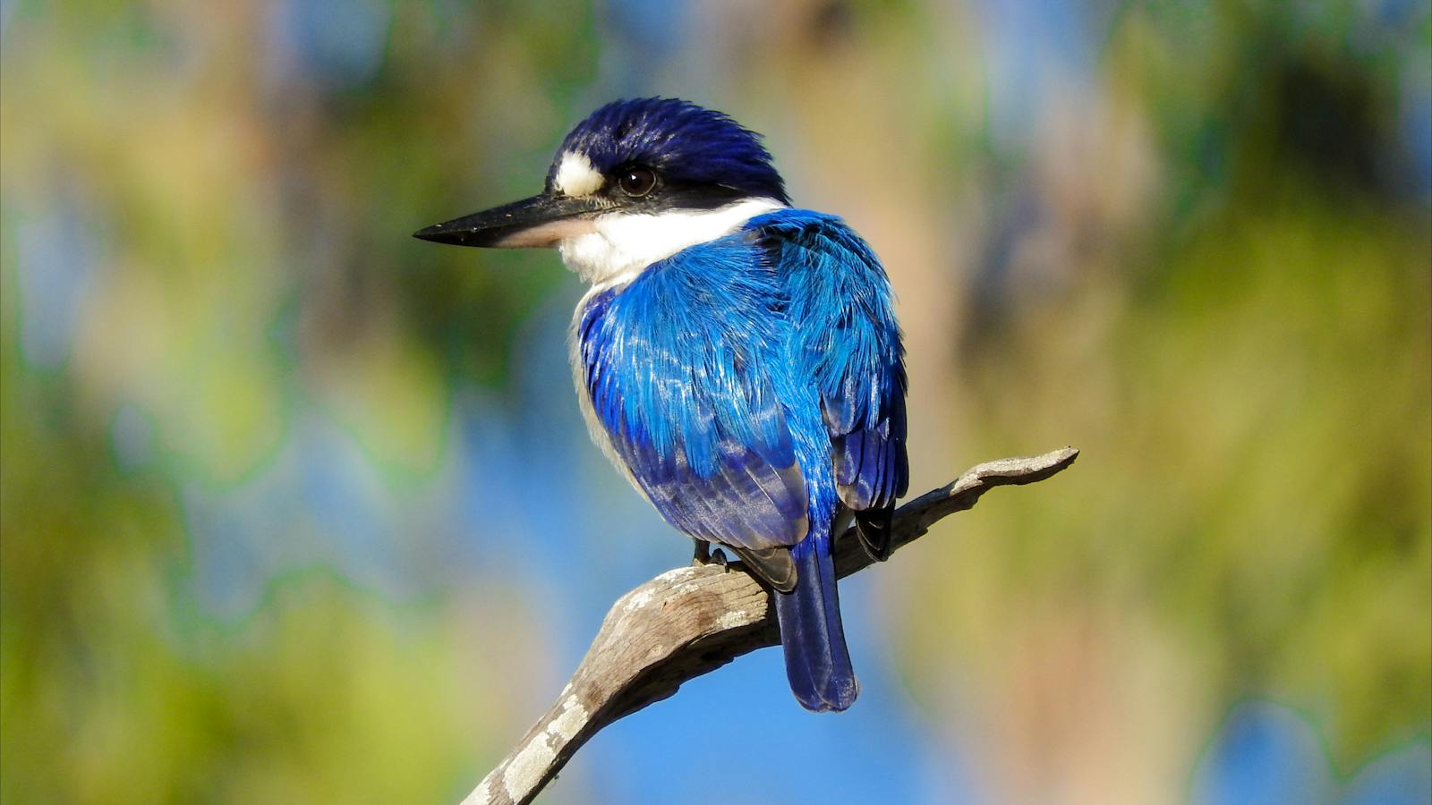 Forest Kingfisher