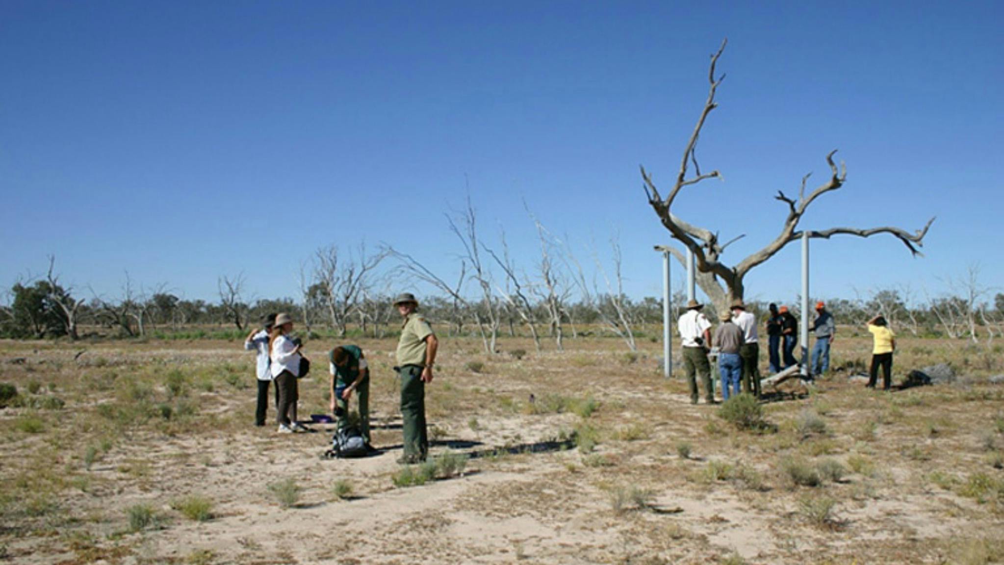 Sturt's tree walk